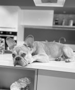 vignette_kitchener-b99ff0bb-dec5-4b96-9d73-e386c9053145