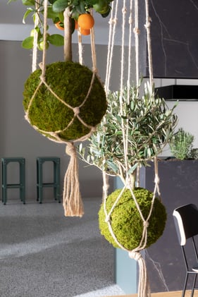 plantes suspendues cuisine perene 