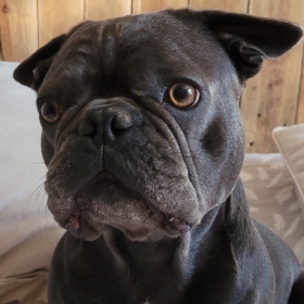 vignette_kitchener-JULES