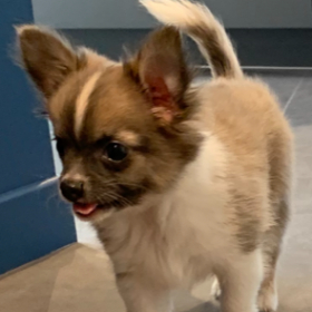 vignette_kitchener-pako