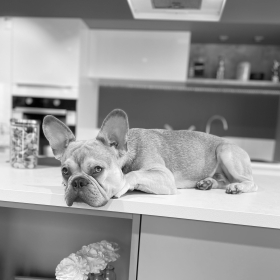 vignette_kitchener-b99ff0bb-dec5-4b96-9d73-e386c9053145